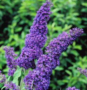 vlinderstruik buddleja