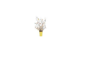 salix paastakkken