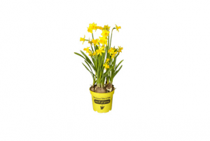 c1000 narcissen tete a tete