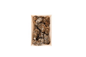 verse zeeuwse oesters