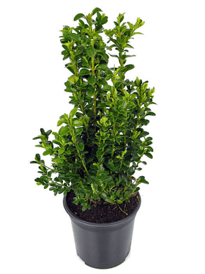 buxus struikje