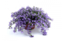 campanula