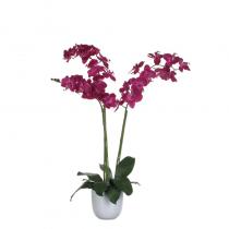 coop orchidee 2 takker