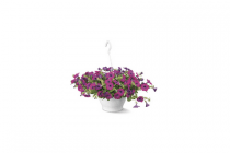 hangpetunia