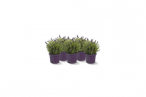 lavendel