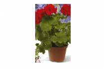 geraniums