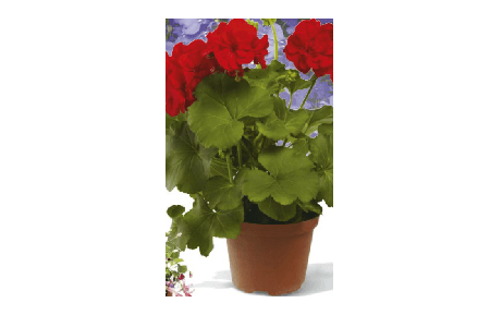 geraniums