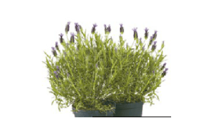 lavendel stoechas