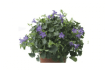 campanula