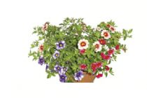 calibrachoa