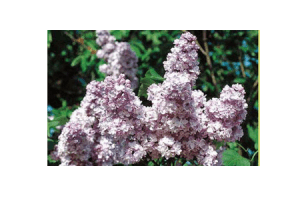 syringa meyeri palibin