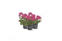 geranium potmaat 13 cm