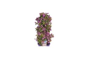 bougainvillea aan rek