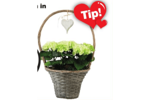 hortensia in mand