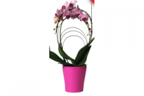 vlinderorchidee in keramieken pot