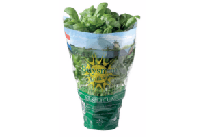 basilicumplant