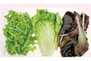 slamix met rucola rode babysla en little gem