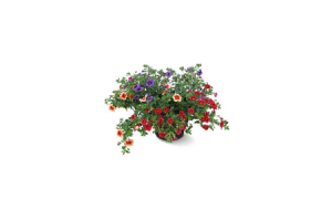 terraspot petunia