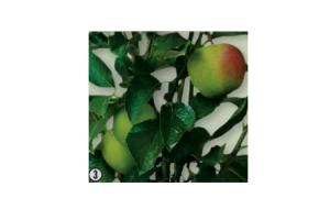 malus domestica appel elstar