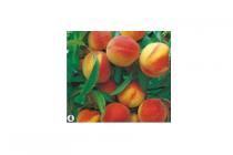 prunus perzica perzik