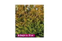 thuja occ. golden buffet