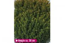 thuja occ. teddy