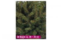 picea omorika karel