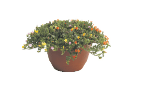 portulaca schaal voor euro750