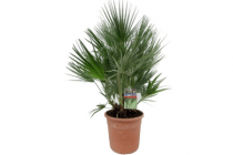 winterharde palm