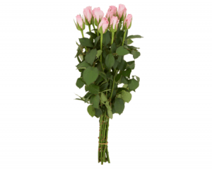 jumbo roze rozen