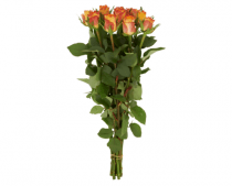 jumbo bicolor rozen