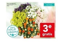 diverse zomerbloemen