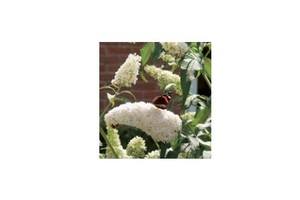 buddleja