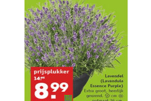 lavendel