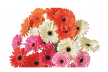 gerbera