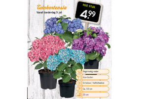 tuinhortensia