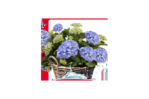 boerenhortensia