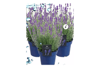 lavendel