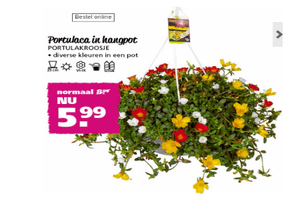 portulaca in hangpot