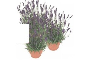 lavendel