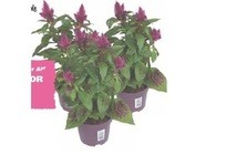 celosia deep purple