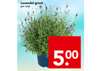 lavendel groot