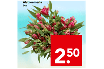 alstroemeria