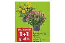 vaste planten