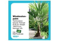 windmolen palm