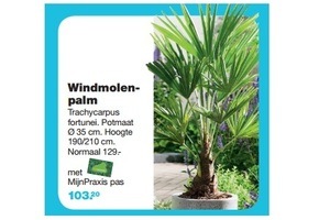 windmolen palm