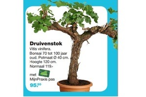 druivenstok