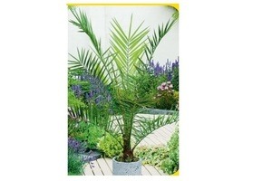 canarische dadelpalm