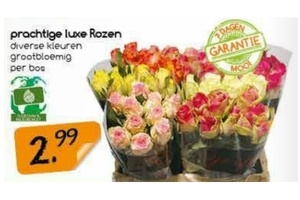 prachtige luxe rozen