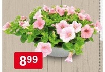 hangpetunia